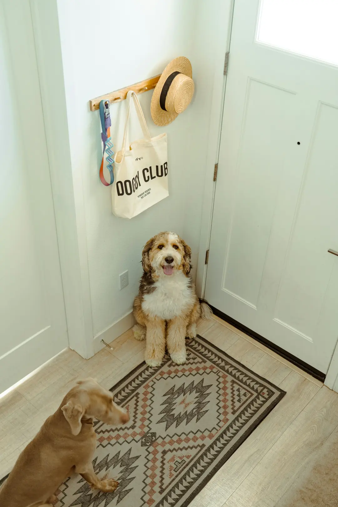 Giriş kapısı önünde desenli halı ve köpek