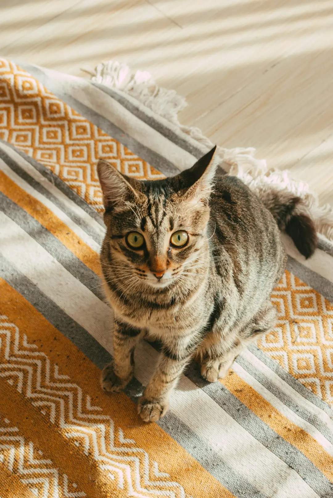 Çizgili halı üzerinde oturan kedi